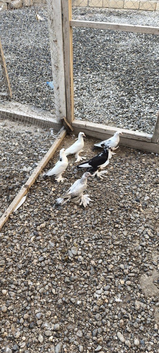 Göyərçinlər — Quşlar, Salyan (7)