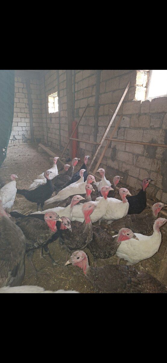 Hindquşları — Quşlar, Bakı (4)