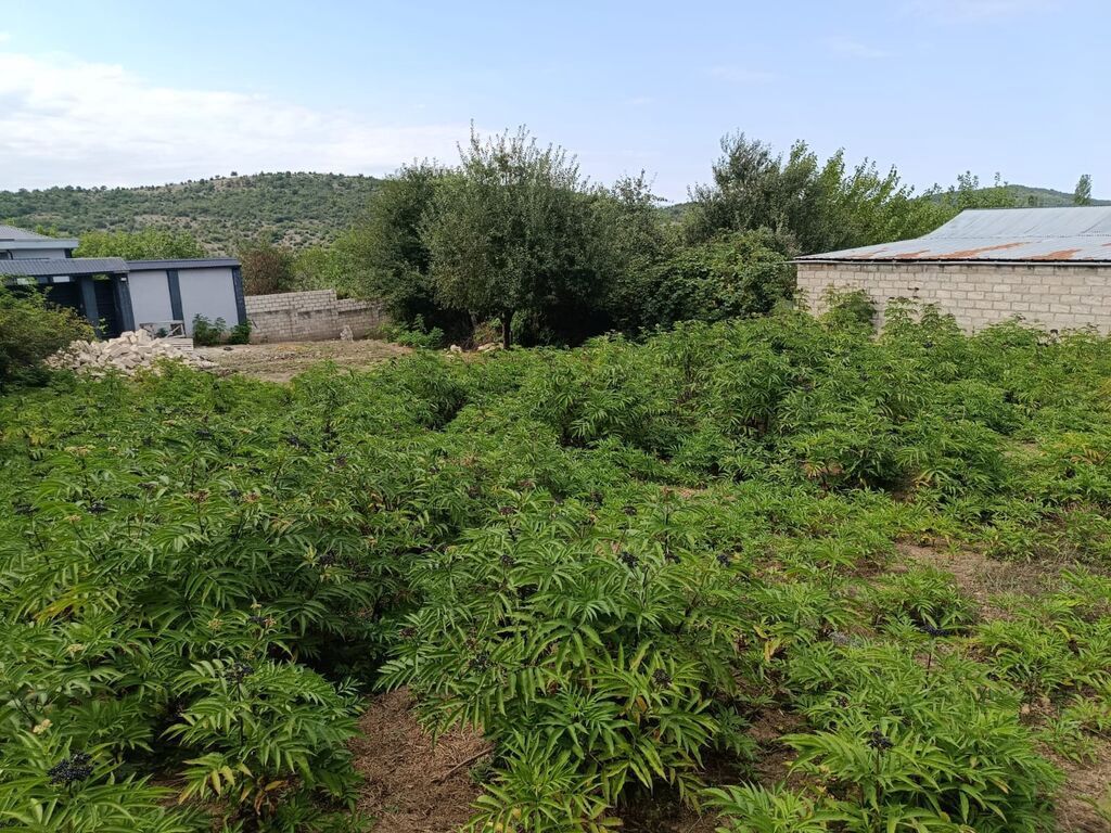 7 sot, Tikinti, Mülkiyyətçi, Kupça (Çıxarış) — Torpaq, Şabran (3)