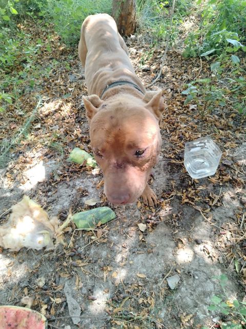 Pit Bull Terrier