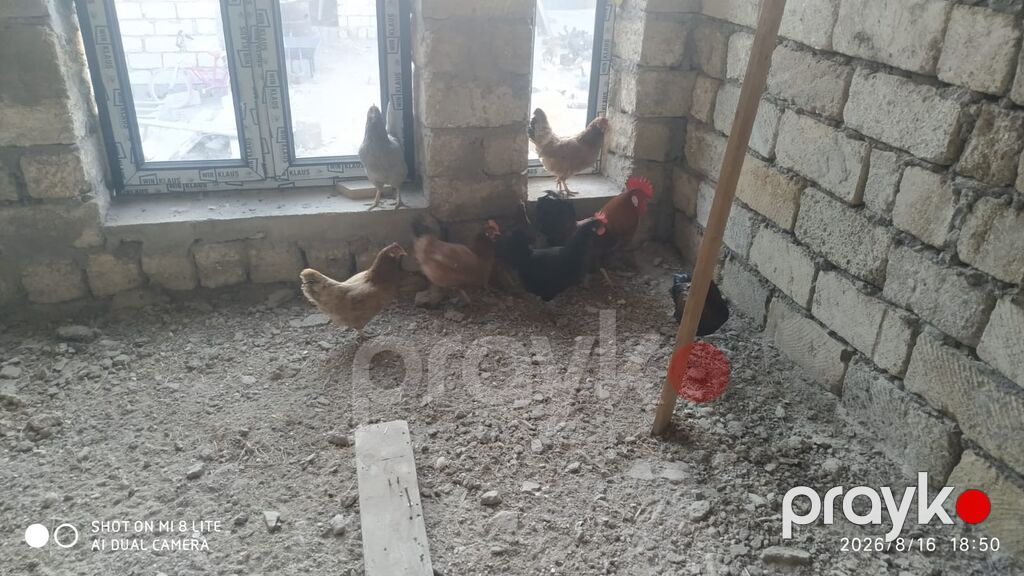 Salam teserufatda her sort lal ordeylerimiz var 5 gunlukden 1 iline — Digərləri, Digah (8)
