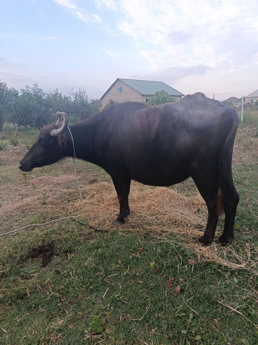 Camış və balası — Heyvanlar, Şabran (2)