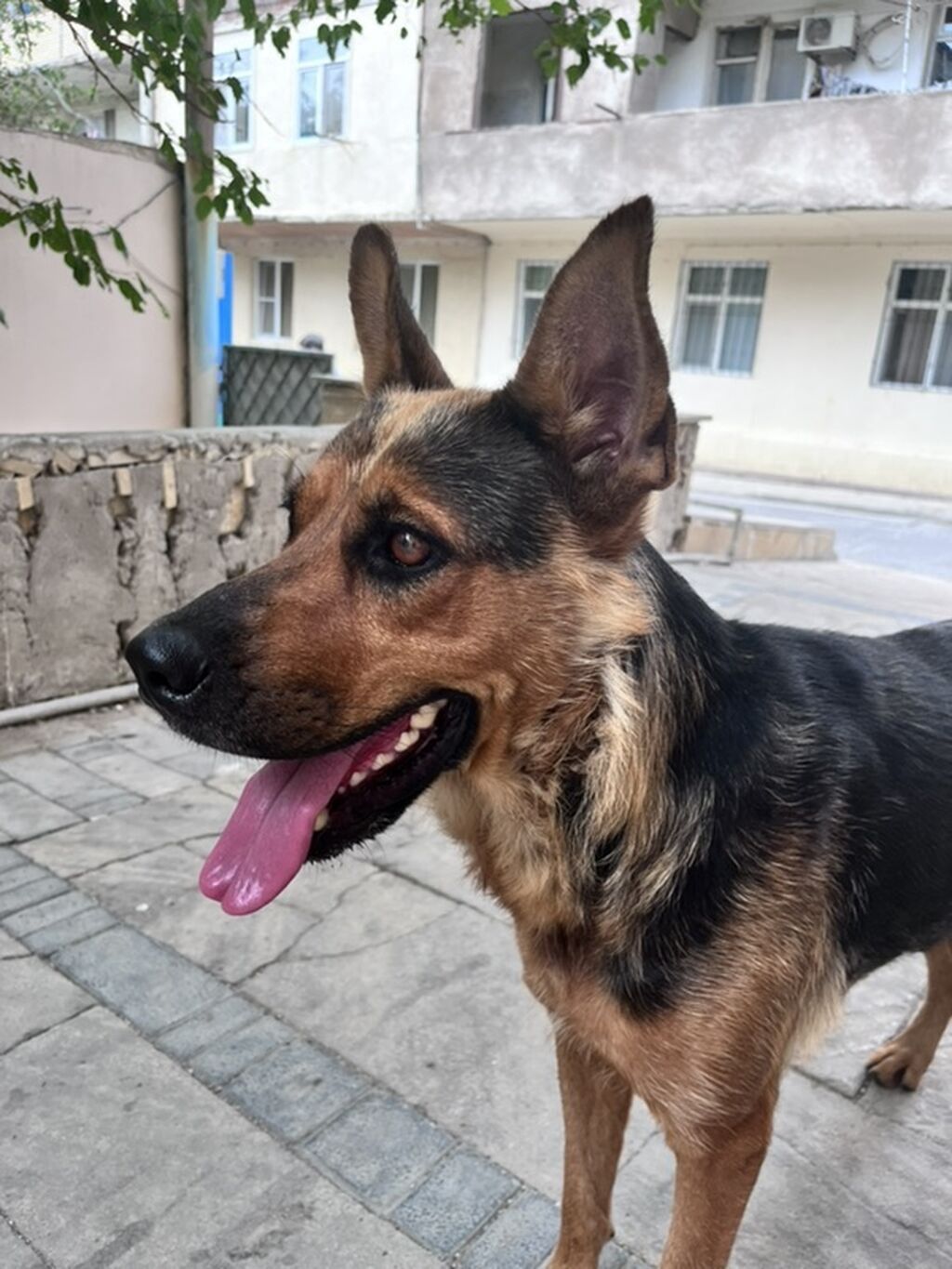 Alman çoban iti — Heyvanlar, Qobu (4)