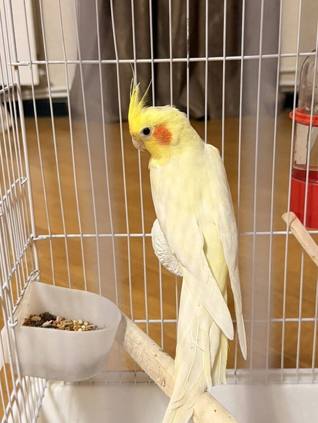 Növ: Nimfa tutuquşu (cockatiel), rəng – açıq sarı/lutino, yanaqlarda — Quşlar, Masazır