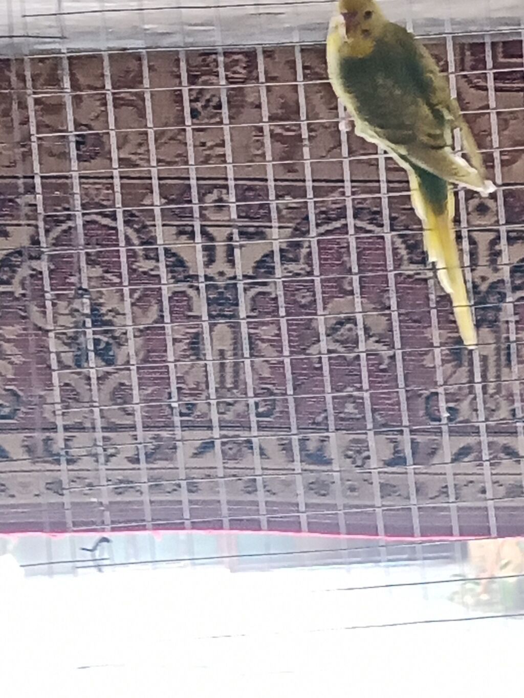Barter var nerazlucikle yada karela 13 qusdu 13×13=170 bele tek tekde — Quşlar, Masazır (4)
