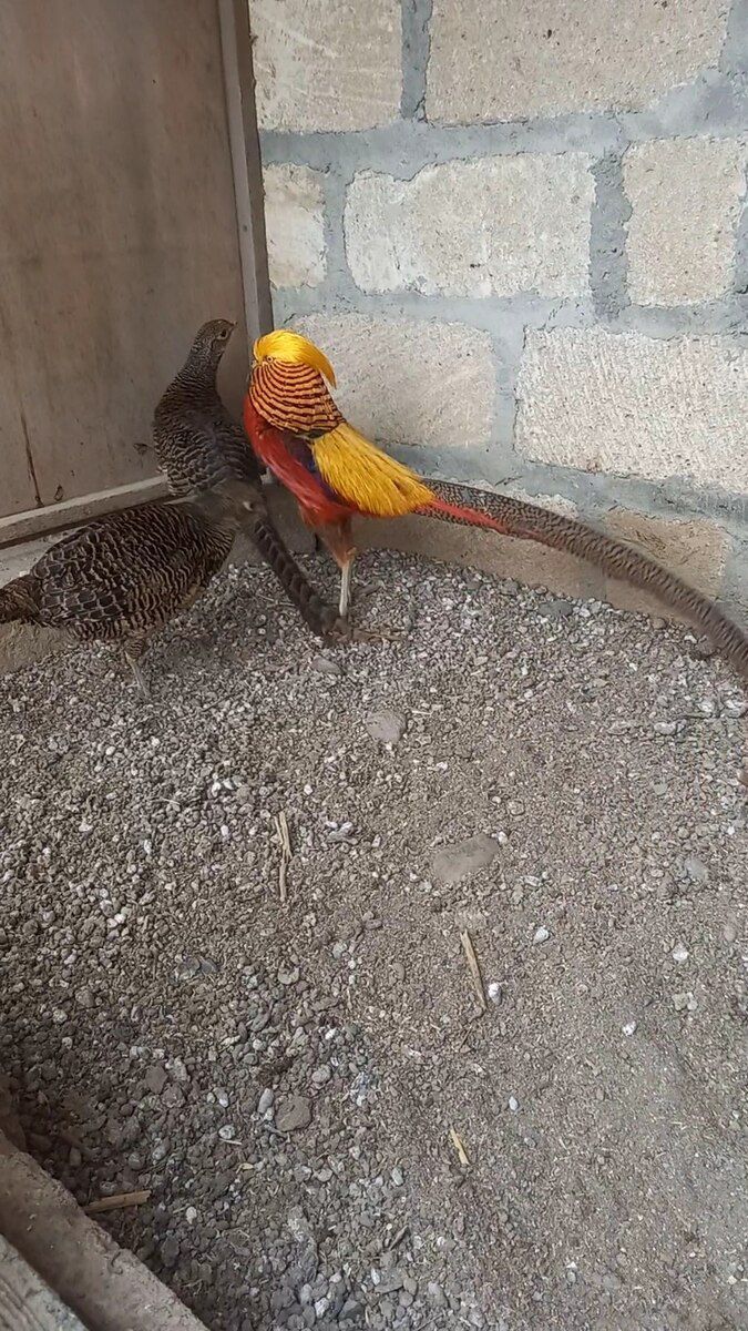 Qızıl limon zümrüd qırqovul balaları — Quşlar, Gəncə