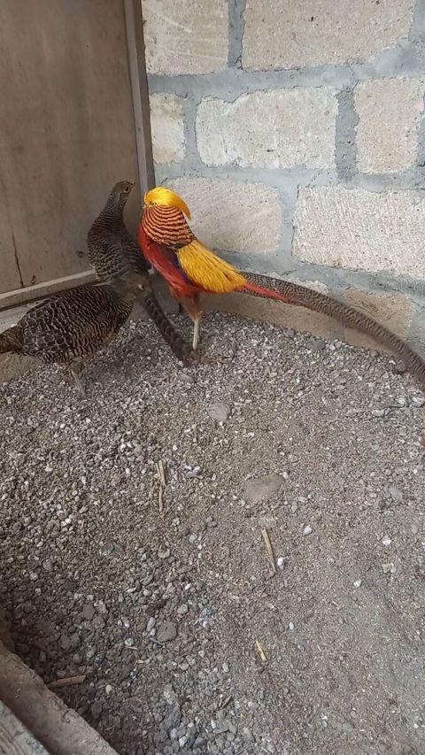 Qızıl limon zümrüd qırqovul balaları