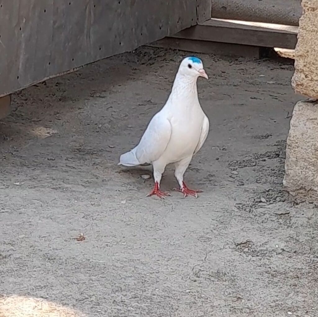 Tutulma 13 tukdu unvan suraxani — Quşlar, Bakı (4)
