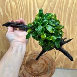 "Anubias Japan" bitkisi — Аквариумы и рыбы