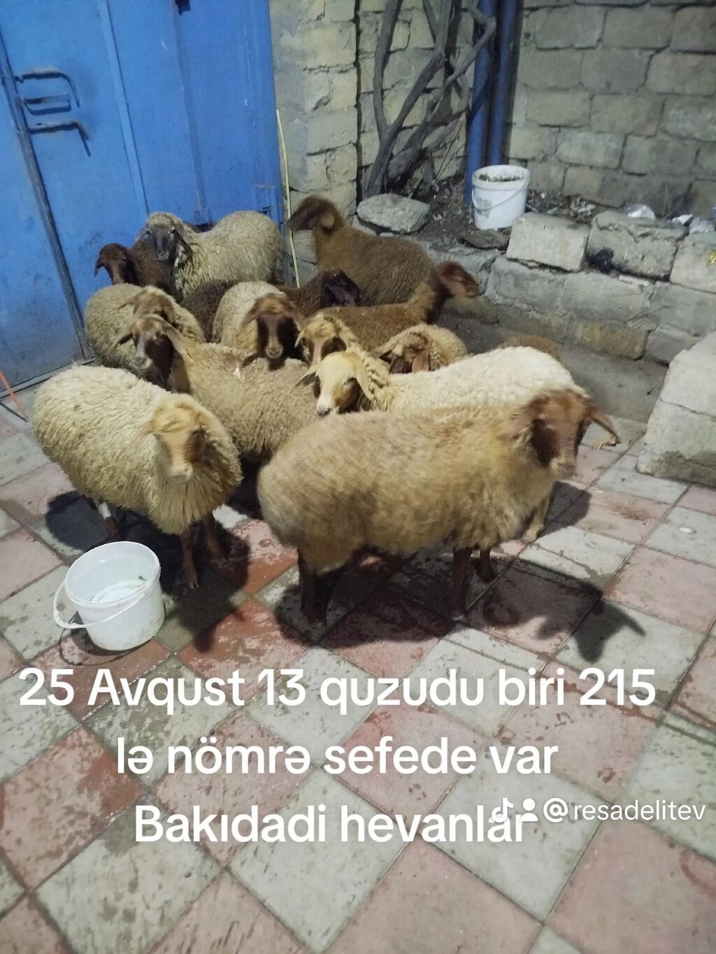 Quzular satılır. - Sayı: 13 ədəd - Tarix: 25 Avqust - Məkan: Bakı - — Heyvanlar, Digah