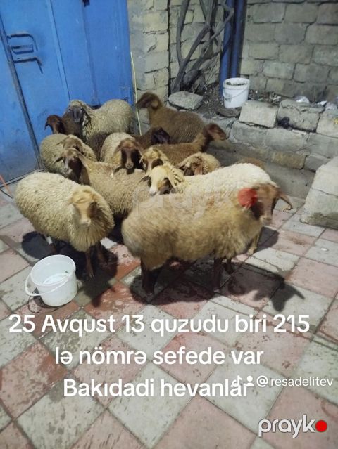Quzular satılır. - Sayı: 13 ədəd - Tarix: 25 Avqust - Məkan: Bakı -