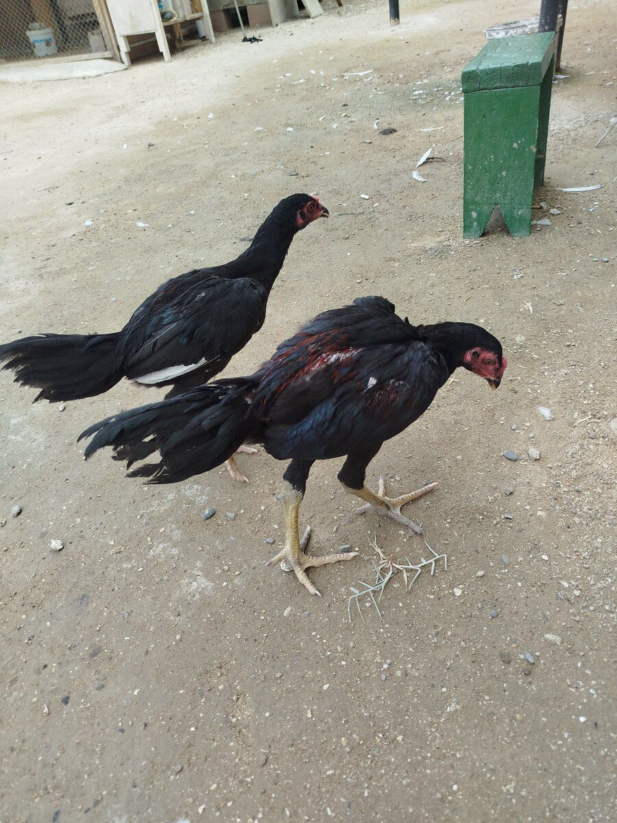 Heyratı beçə — Quşlar, Bakı (2)