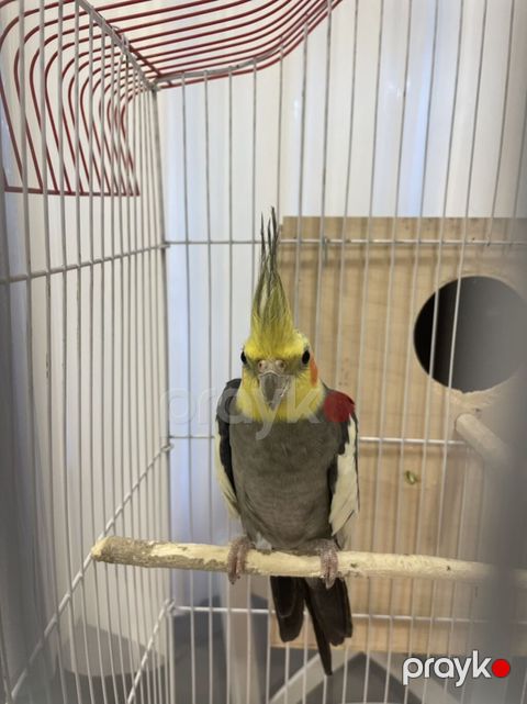 Nimfa (Cockatiel) cütlüyü və qəfəs dəsti Məhsul təsviri: - 2 ədəd