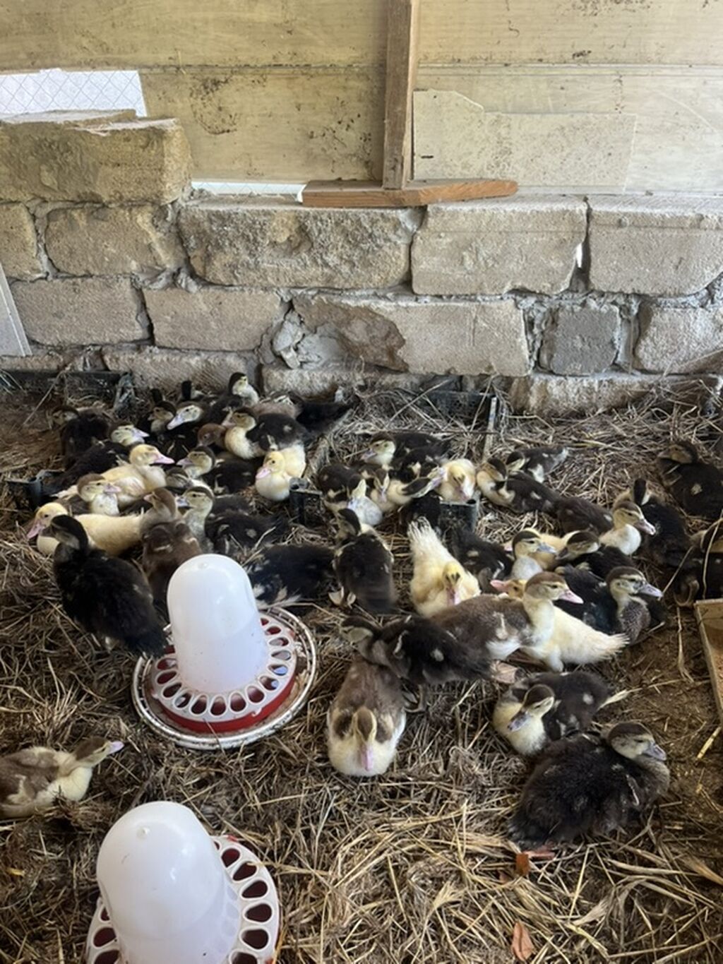 40 günlük lal ördək satılır.Qiymət 7 manat sondur.Bu gün çıxmış — Heyvanlar, Mehdiabad (2)