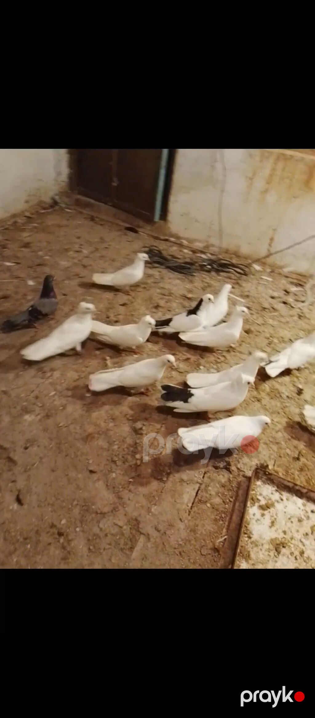 Təmiz sağlam heyvanlardi əsl damazlıq vatçap aktivdir — Quşlar, Digah (4)