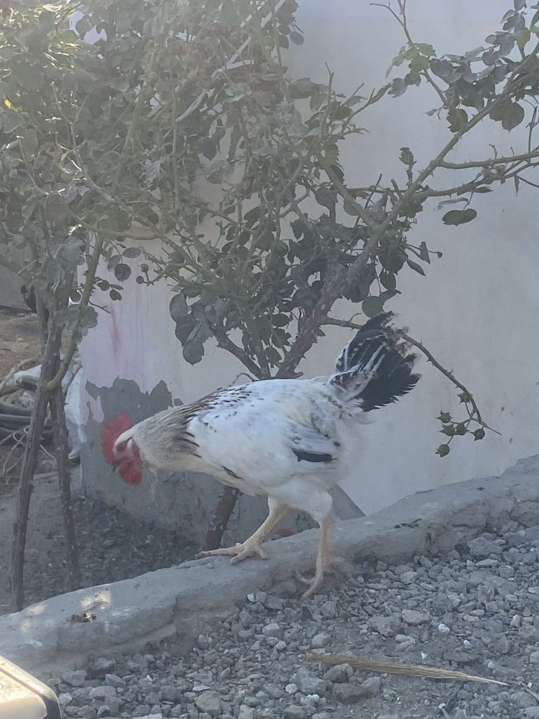 Xoruz — Quşlar, Bakı (4)