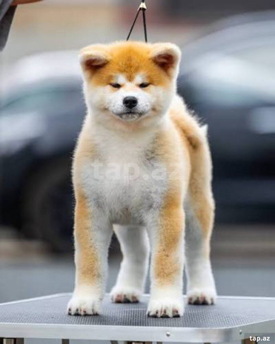 Akita-inu balası — Heyvanlar, Bakı