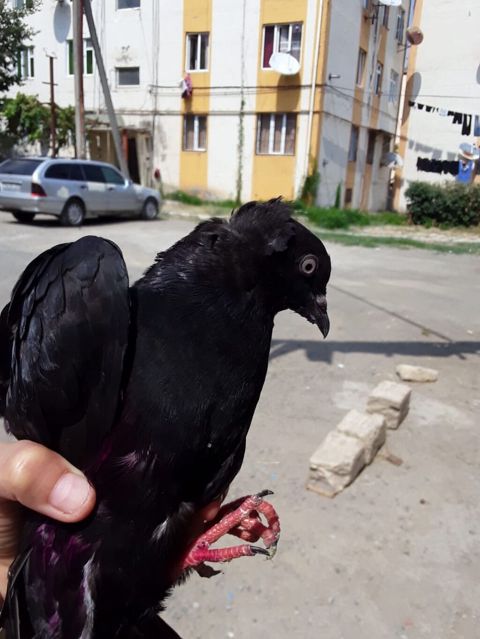 Qara rəngli bəzək göyərçini ERKƏK ENDİRİM VAR - Növ: bəzək məqsədli