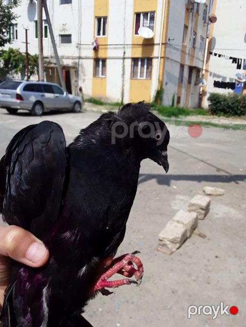 Qara rəngli bəzək göyərçini ERKƏK ENDİRİM VAR - Növ: bəzək məqsədli