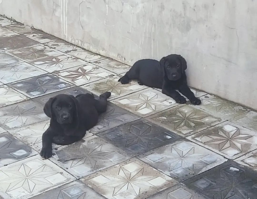 Labrador Retriver — Heyvanlar, Bakı (3)