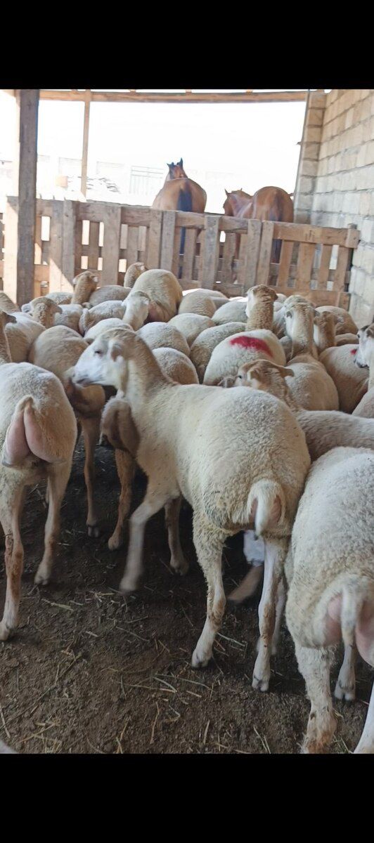 Quzular — Kənd təsərrüfatı heyvanları, Bakı (6)