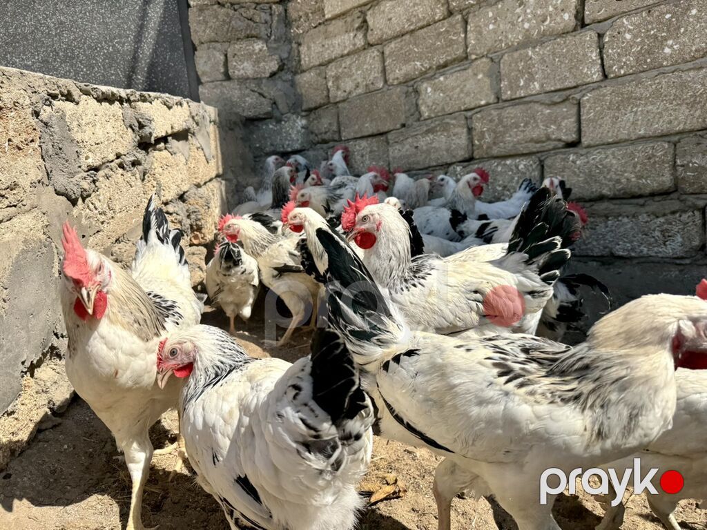 5 Ay Yarımlıq Xoruzlar. 30 Ədəd 5 Ay 10 Günlük Fərələr. Fərələr — Heyvanlar, Digah (8)
