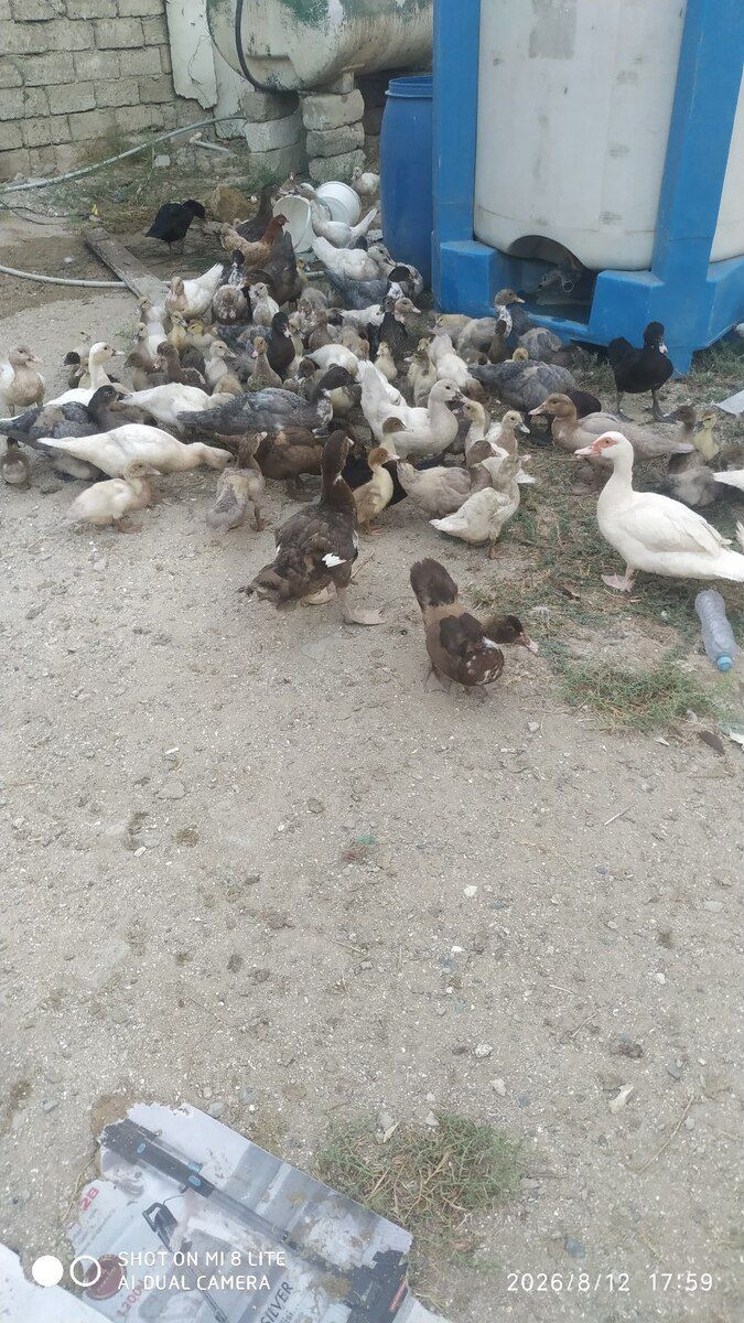 Lal ördəklər — Quşlar, Bakı