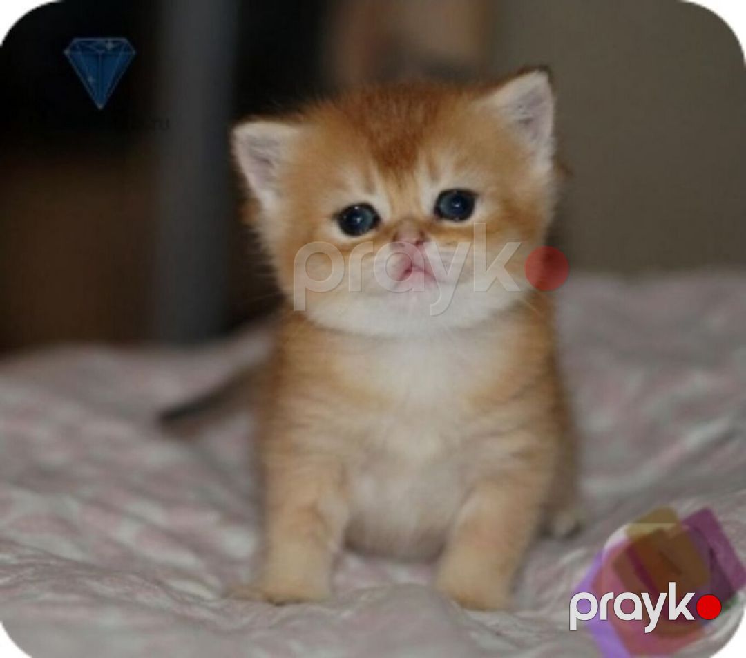 Голд Шиншилла — Pişiklər, Bakı (12)