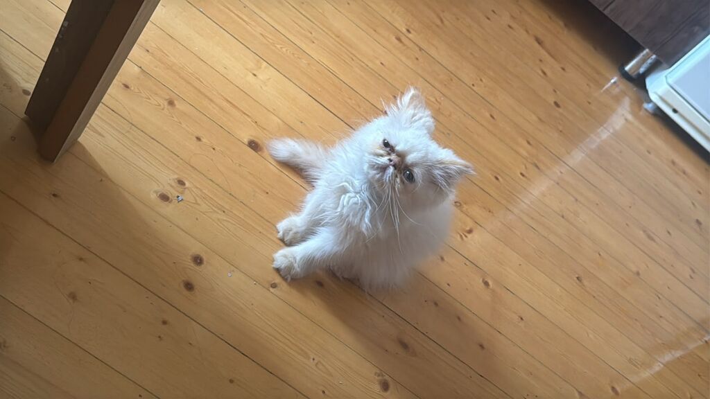 Fars — Pişiklər, Xaçmaz (3)