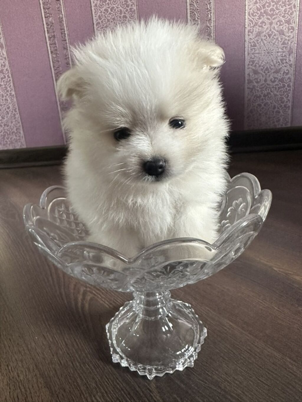 Şpitz, 1 ay, Erkək — Heyvanlar, Gəncə (4)
