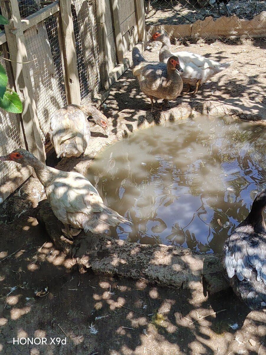 Krasnodar ördəkləri — Quşlar, Sumqayıt (7)