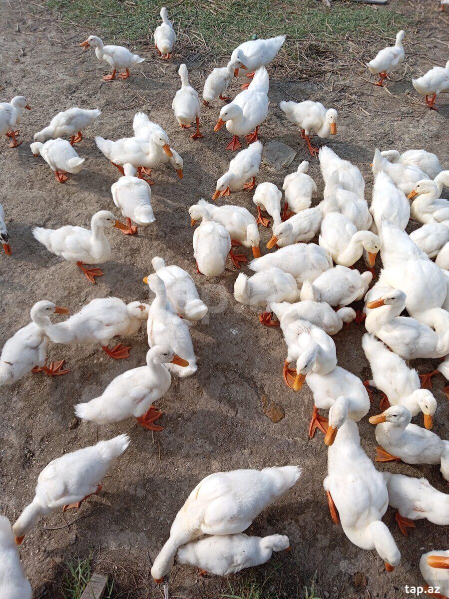 Pekin ördəkləri — Quşlar, Masallı (2)