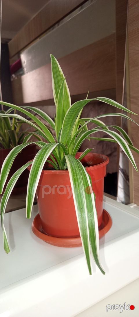 Xlorofitum (Spider Plant) – dekorativ yarpaqlı otaq bitkisi güllerim — Bakı