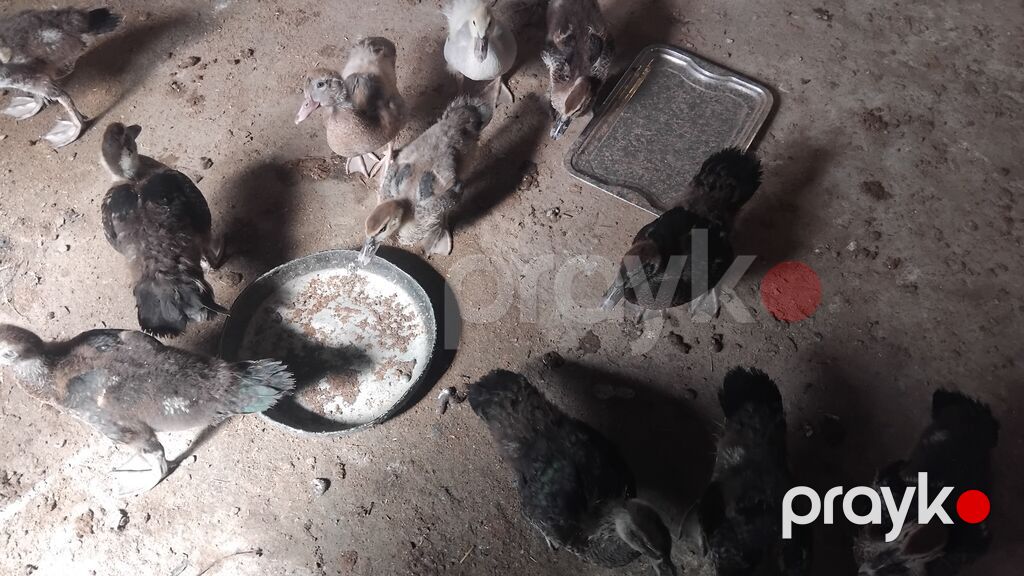50gunluk balalardi 10denesi zumurdu macarda lavandada var icnde tek — Heyvanlar, Digah (3)