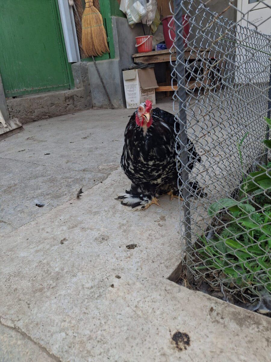 Mottled Koxin xoruzu — Quşlar, Gəncə (4)