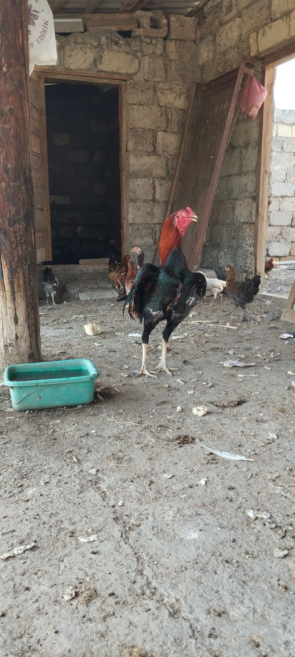 12 ayina kecib tam saglam aktib becedi .temiz qan temiz cins qapisine — Heyvanlar, Mingəçevir (6)