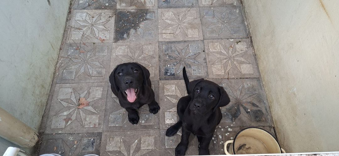 Labrador Retriver — Heyvanlar, Bakı