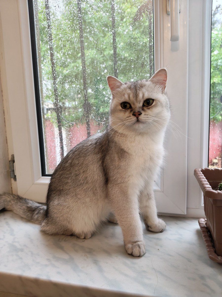 Pişik — Pişiklər, Sumqayıt