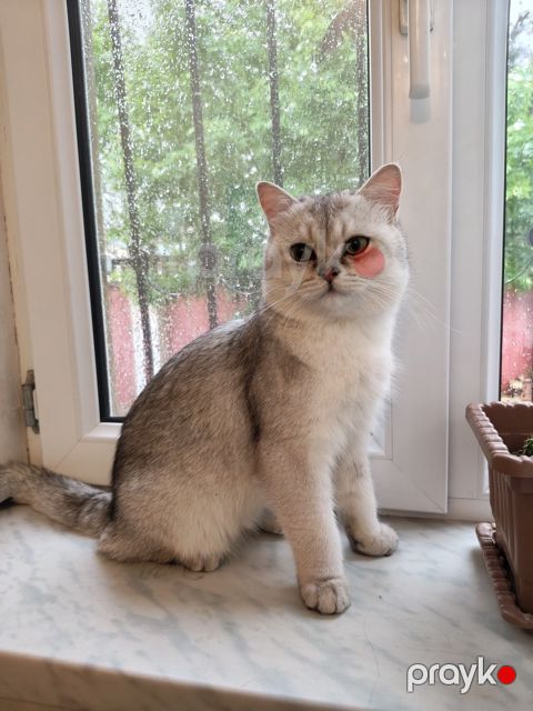 Pişik