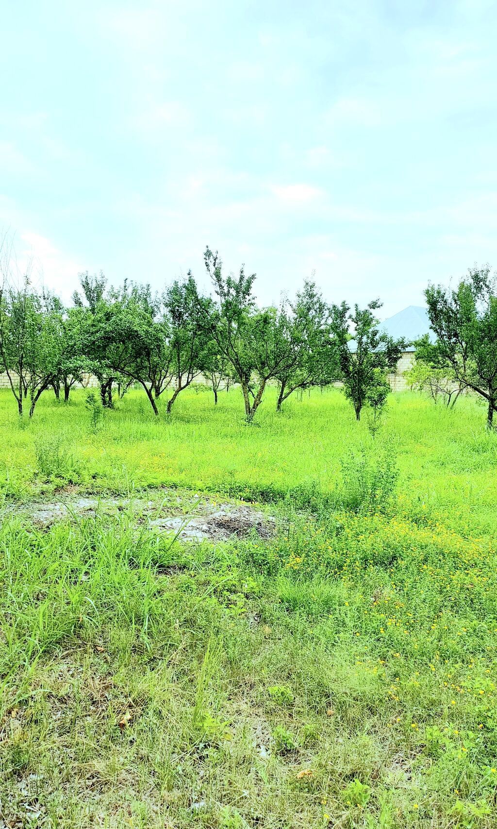 24 sot, Tikinti, Mülkiyyətçi, Kupça (Çıxarış) — Torpaq, Göyçay (8)
