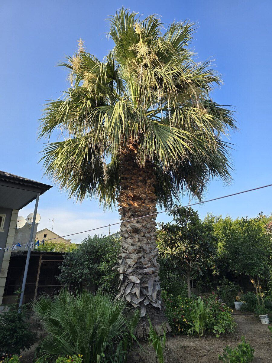 Palma ağacı — Bitkilər, Bakı (3)