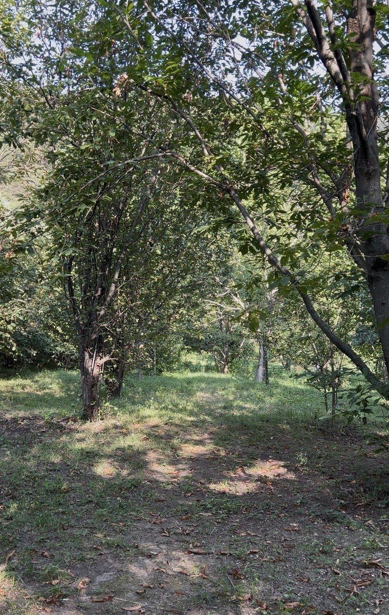 Satılır torpaq 38 sot — Torpaq, Qəbələ (7)