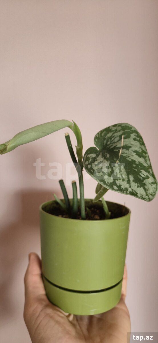 Scindapsus exotica — Bitkilər, Sumqayıt (6)