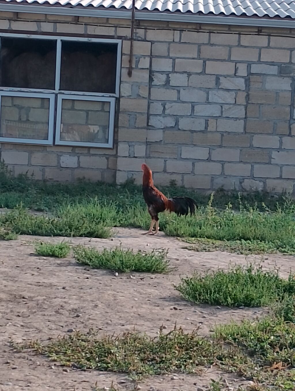Səməni tonlu, qara quyruqlu doyuşgen xoruzu tecili satilir ve — Heyvanlar, Bərdə (2)