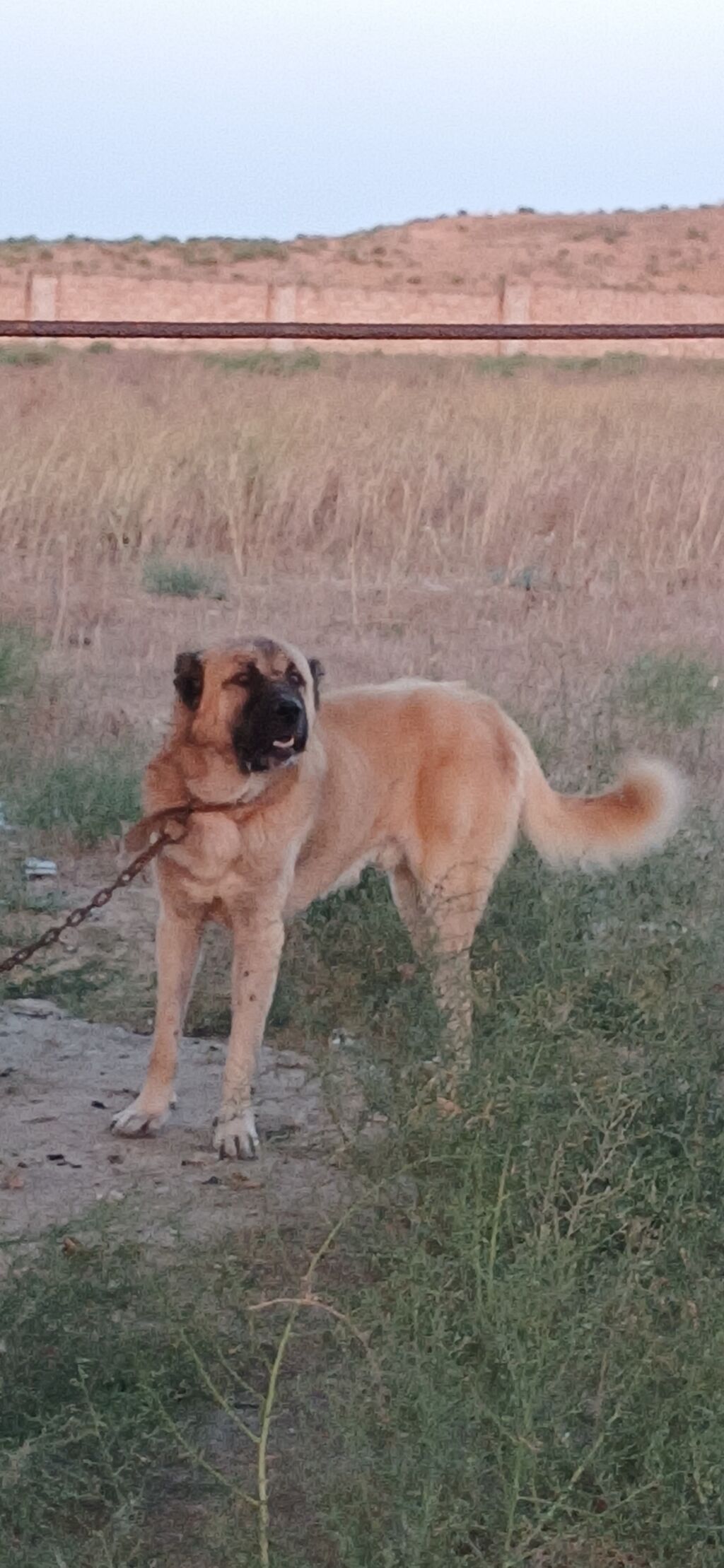 Qurdbasar, 2 il, Erkək, Peyvəndli, Ödənişli çatdırılma — Heyvanlar, Qazax (6)