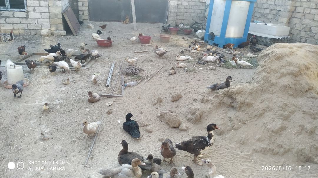 Lal ördəklər — Quşlar, Bakı (4)