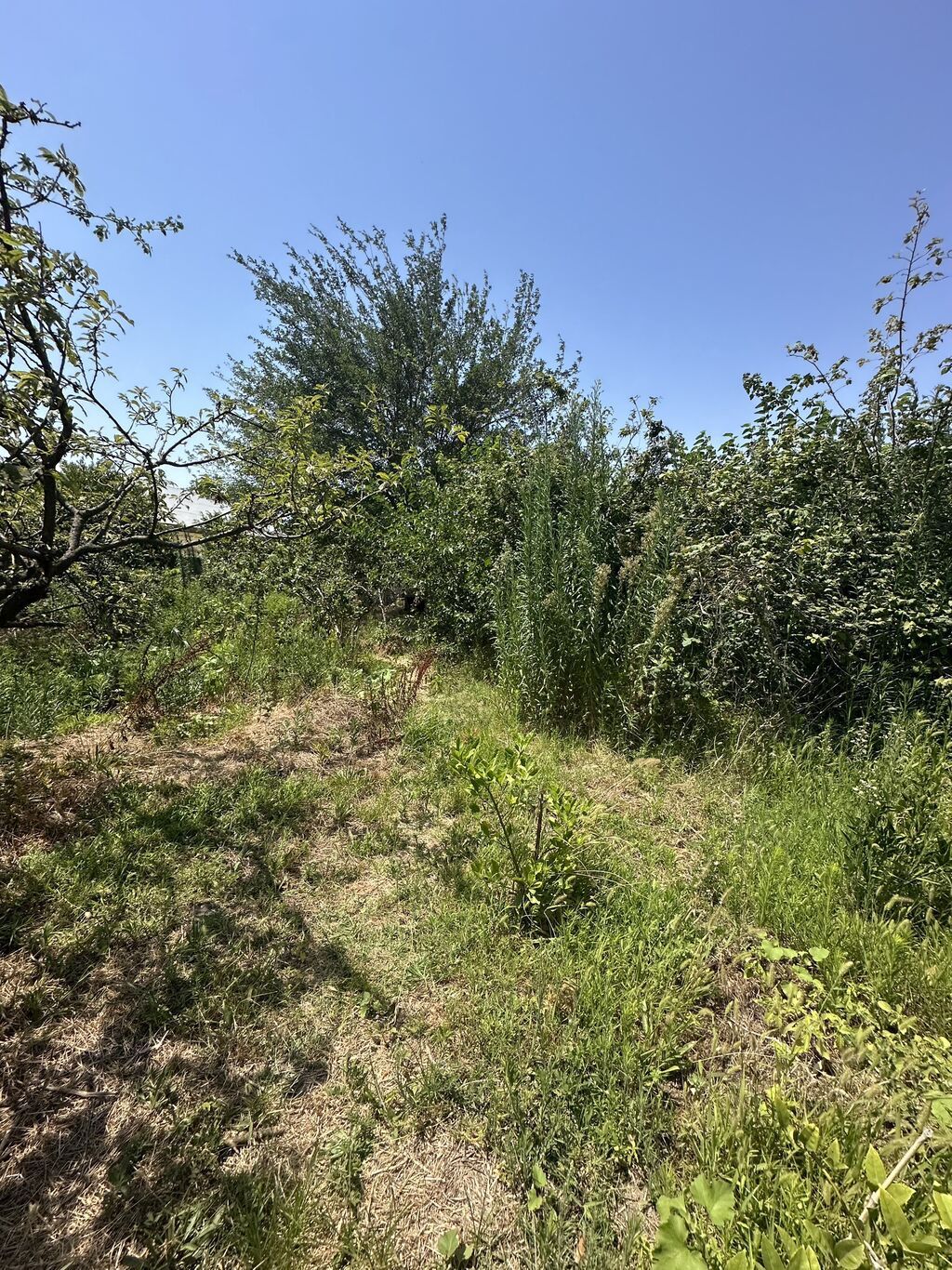 5 sot, Tikinti, Mülkiyyətçi, Kupça (Çıxarış), Texniki pasport — Torpaq, Saray (7)