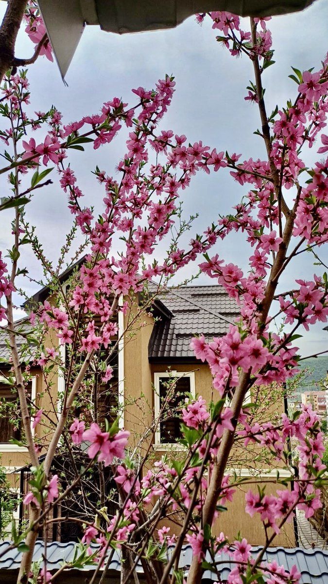 Həyət evi kirayə verilir, Qusar r. — Daşınmaz əmlak, Qusar (12)