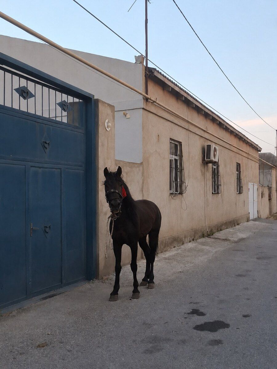 At — Atlar, Bakı (3)