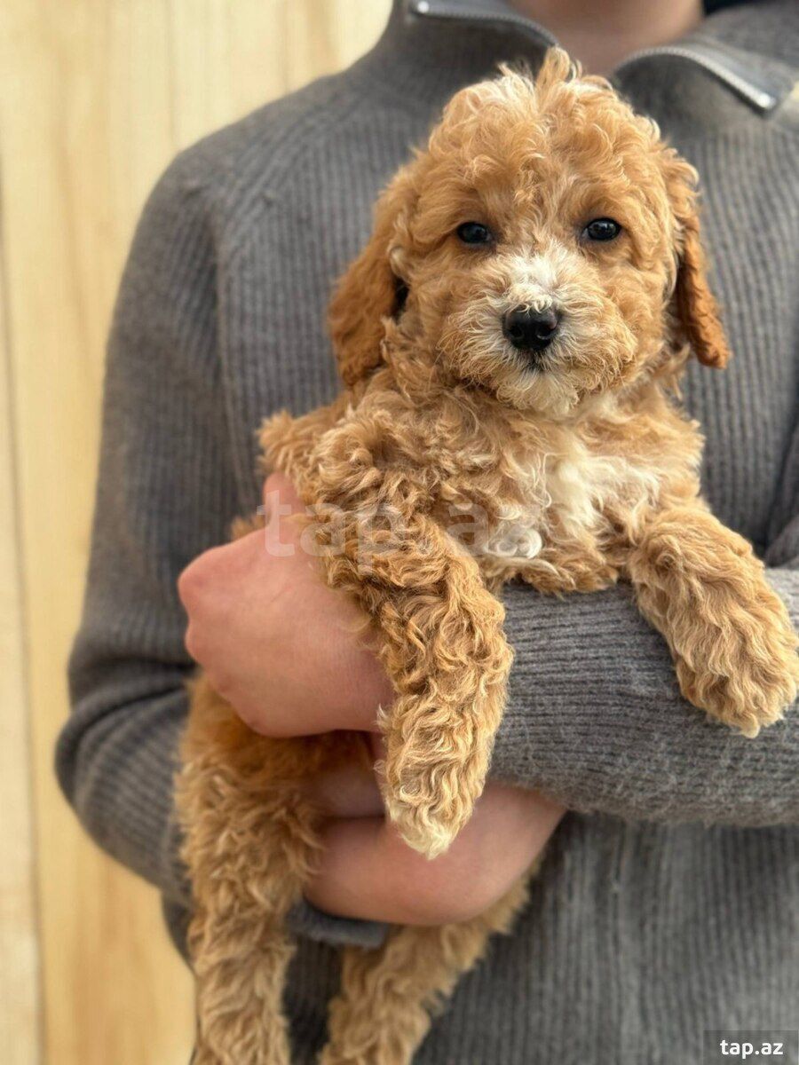 Labradoodle — Heyvanlar, Bakı